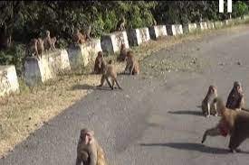 उत्तराखंड में गुलदार के बाद अब बंदरों का बढ़ता आतंक! युवक पर किया हमला