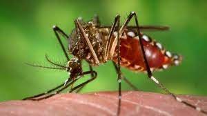 उत्तराखंड में अभी टला नहीं है डेंगू का खतरा! बचाव के लिए बरतें सावधानियां