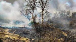 जंगल की बेकाबू आग घरों तक पहुंची! घंटों की मशक्कत के बाद हुई शांत,225 हेक्टेयर वन संपदा खाक